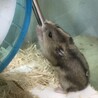 すみれ(๑′ᴗ‵๑)