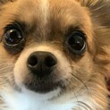 可愛いがってください。