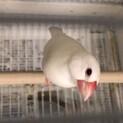 白文鳥の里親になっていただけませんか？中断