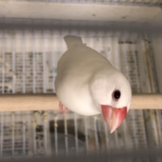 白文鳥の里親になっていただけませんか？中断