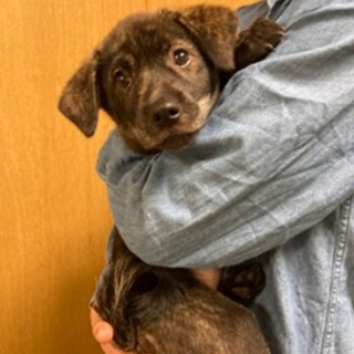 生後約２か月　子犬　メス