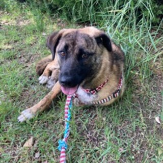 9か月　穏やかな性格　かわいい子犬メス　