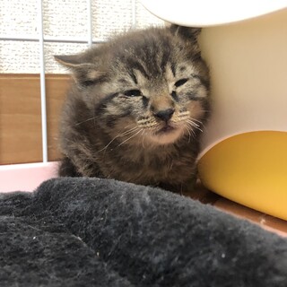 ありがとうございました★ママとはぐれた子猫ちゃん
