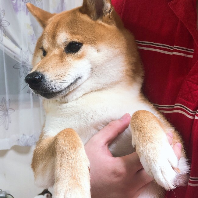 リン❀.*ﾟのカバー写真