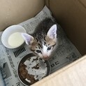 3匹の兄弟子猫