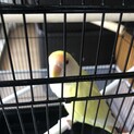 目の大きな可愛いベタ慣れコザクラインコ里親募集
