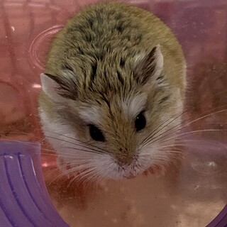 可愛い！ロボロフスキーハムスター！