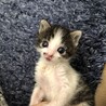 さとうかおる
