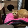 にゃむ助