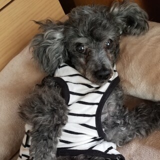 三度も棄てられた美羽ちゃんに家族を！