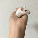 ジャービル  ♂♀一頭ずつ