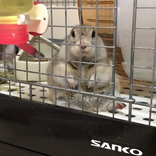 リチャードソンジリスの女の子