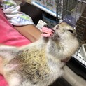 リチャードソンジリス 男の子