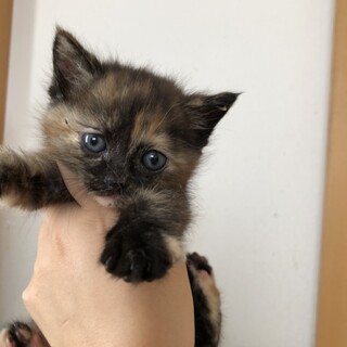 (順にお返事中のため停止)まんまるのサビちゃん