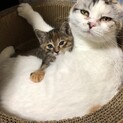 アザラシみたいなモコモコのスコ