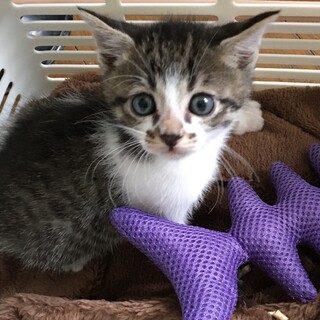 募集一時停止後追いしますキジ白男子⭐️みずき君