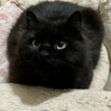 つやつや黒長毛　ブラッシング大好き甘えん坊