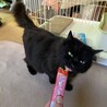 つやつや黒長毛　ブラッシング大好き甘えん坊 サムネイル4