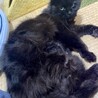 つやつや黒長毛　ブラッシング大好き甘えん坊 サムネイル5