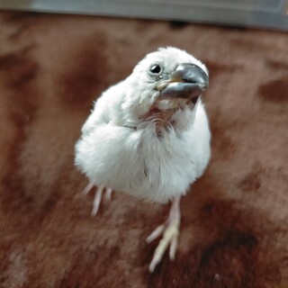 文鳥　手乗り　ヒナ