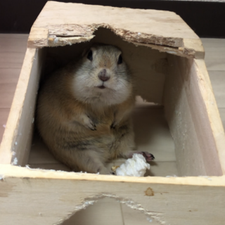 リチャードソンジリス3匹チンチラ2匹