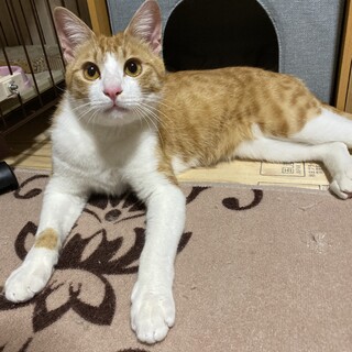 元気いっぱい♪ やんちゃな甘えん坊☆