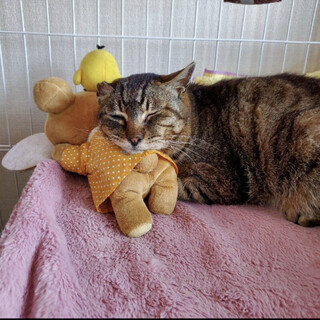 可愛いおっさん猫　ぶさかわ君