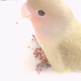 コザクラインコ（色変わり・生後3か月）