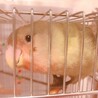 コザクラインコ（色変わり・生後3か月） サムネイル2