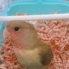 コザクラインコ（色変わり・生後3か月） サムネイル3
