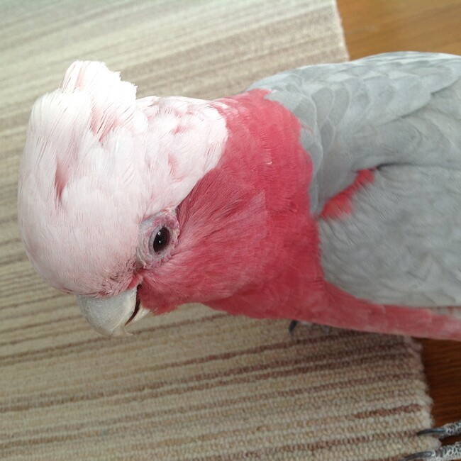 Hiroe-yoのカバー写真