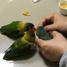 １８歳の要介護ヤエザクラインコと元気な子達