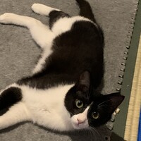 ももちゃん