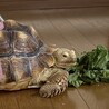 タムラカキ