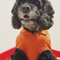 ノワール