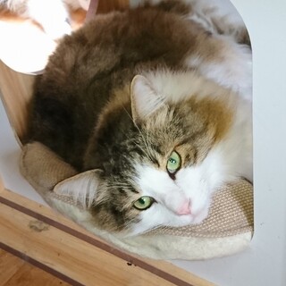 ずっとのお家を募集中