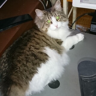 ずっとのお家を募集中