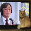 ラガマフィン　男の子4歳