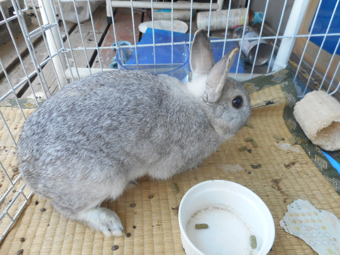 ネザーランドドワーフ グレー 東京都 小動物の里親募集 3190 ペットのおうち 月間利用者150万人