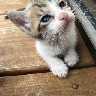 生後１ヶ月のふわふわ子猫ちゃん(ハンデあり)