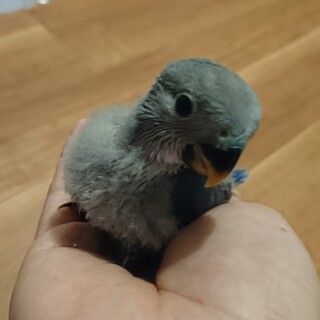 コザクラインコWFバイオレット(里親決定)