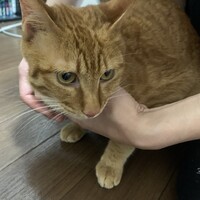 メルちゃん