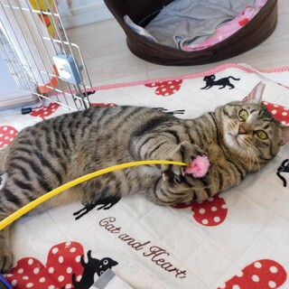 キリッとイケメンの甘えん坊くん