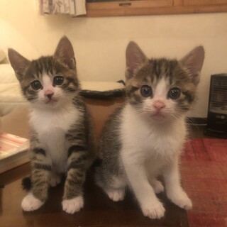 双子の星あまえんぼうのきじしろ兄弟チュンセとポウセ