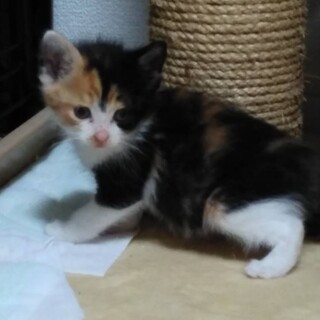 とっても可愛い ミケとサビの姉妹