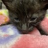 真っ黒の生後2、3週間の子猫です。 サムネイル4