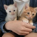 （募集一旦停止）可愛い兄弟一緒で募集中！