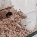 パールホワイトハムスター 大福さん