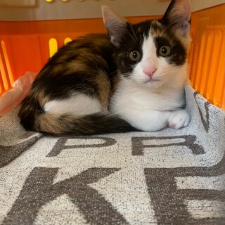 【美猫なお嬢さん】ハチワレ三毛のネスレちゃん