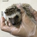 ハリネズミ　男の子10ヶ月